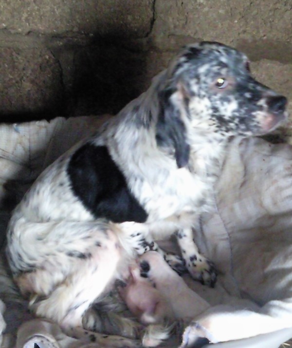 Chiots Bella & Vasquo de Rosembo