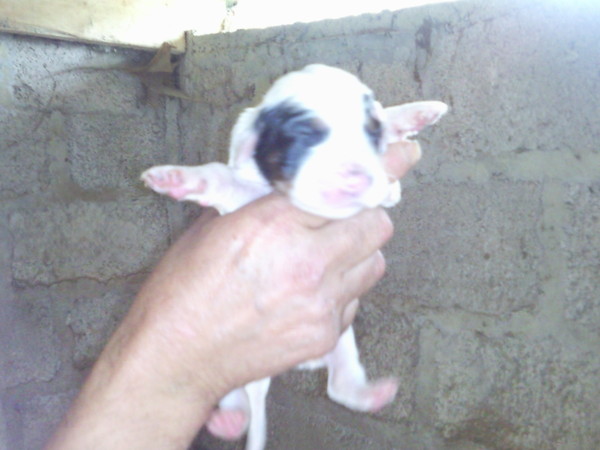 Une des femelles d'Alma