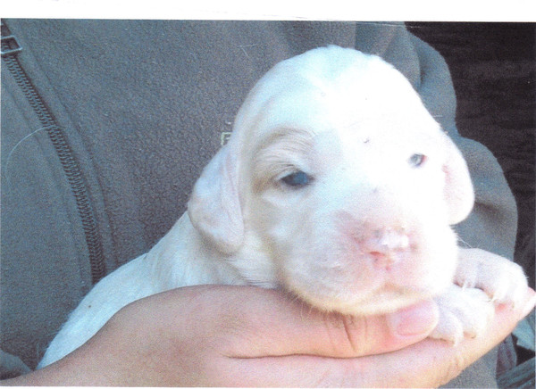 Seule chienn disponible de la portée Alma & Vasco