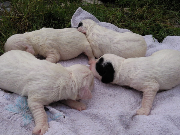 Chiots Alma & Vasquo